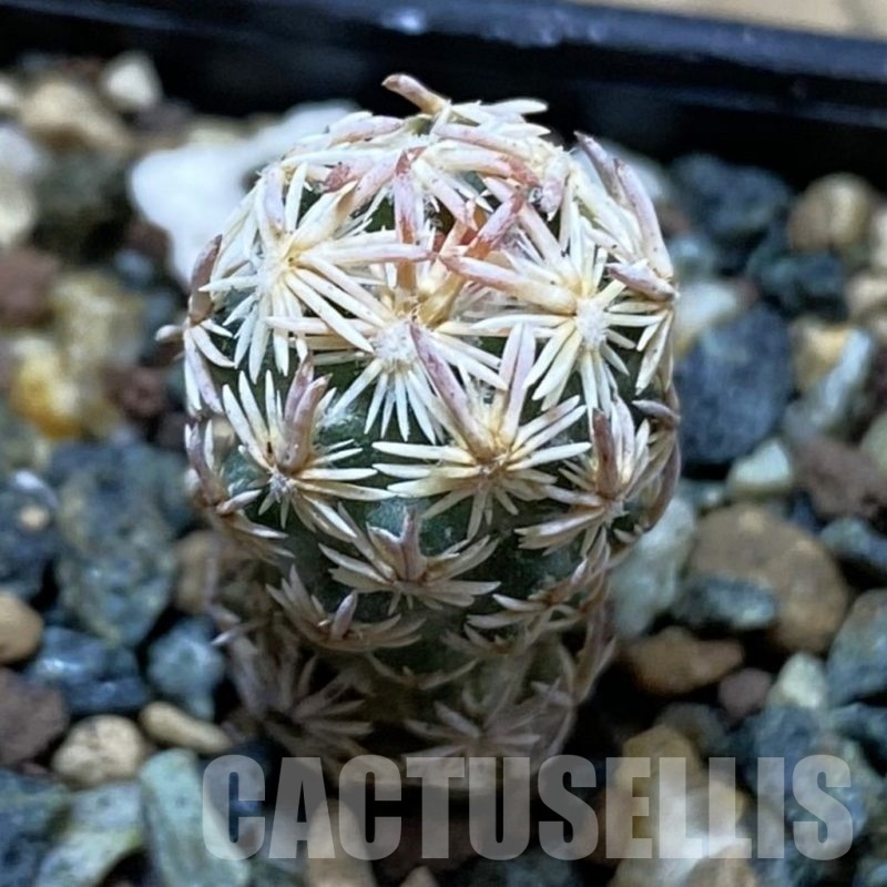 SH24524 Escobaria nellieae