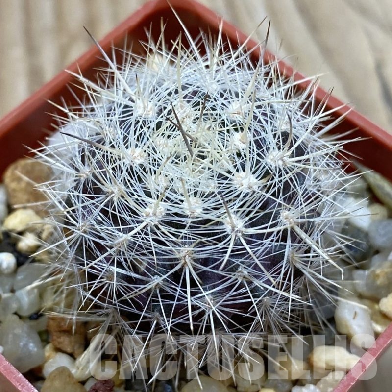 SH24525 Neoporteria eriosyzoides