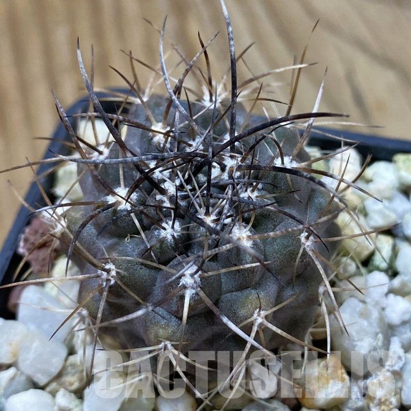 SH24683 Eriosyce aff. carrizalensis