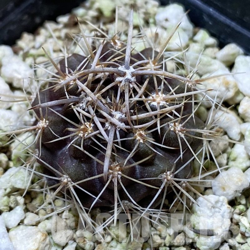 SH24684 Neoporteria curvispina