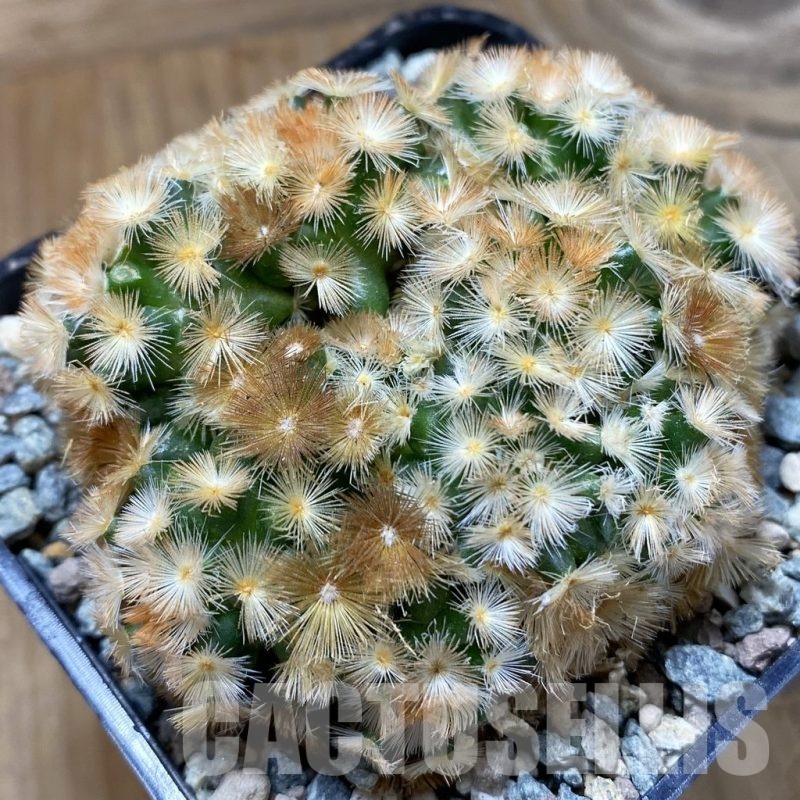 SH24685 Mammillaria carmenae ‘Buddha’ hybrid
