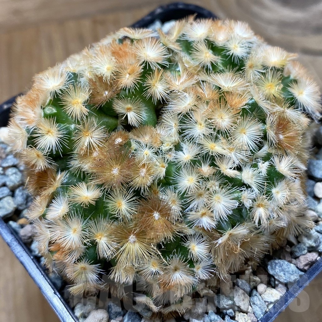 SH24685 Mammillaria carmenae ‘Buddha’ hybrid