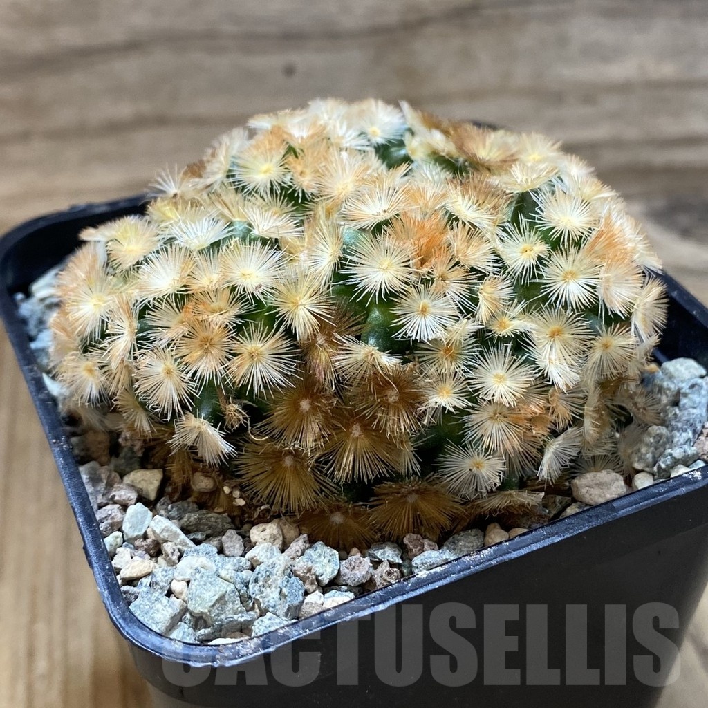SH24685 Mammillaria carmenae ‘Buddha’ hybrid - immagine 2