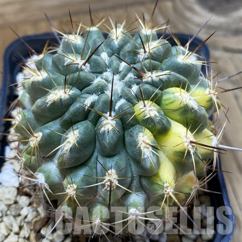 SH24686 Neochilenia deherdtiana f. variegata, seedling