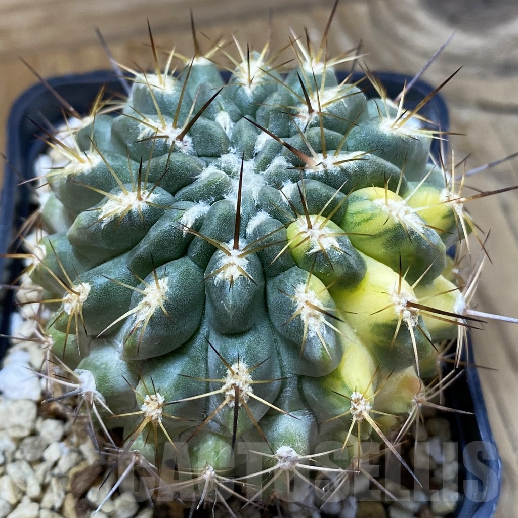 SH24686 Neochilenia deherdtiana f. variegata, seedling