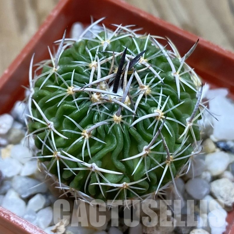 SH24652 Echinofossulocactus sp. CB 011075