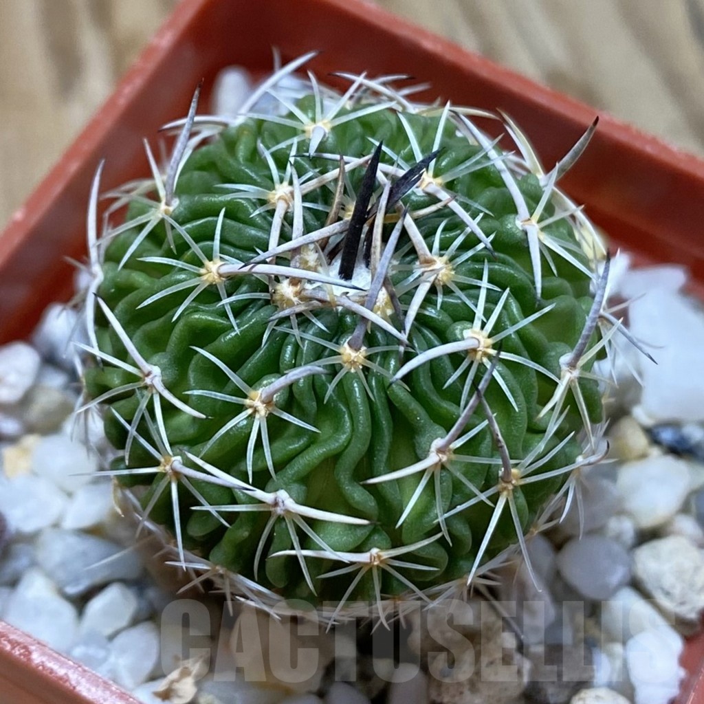 SH24652 Echinofossulocactus sp. CB 011075