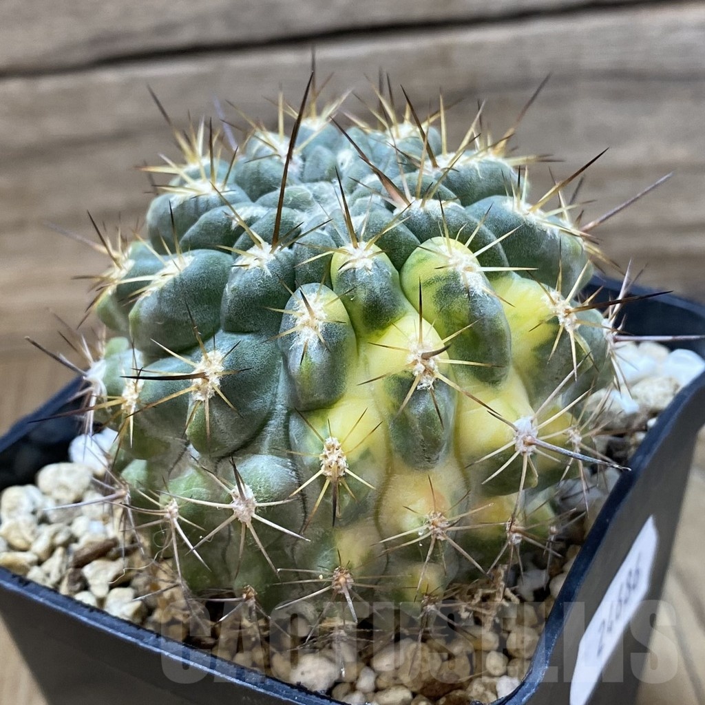 SH24686 Neochilenia deherdtiana f. variegata, seedling - Obrázek 2