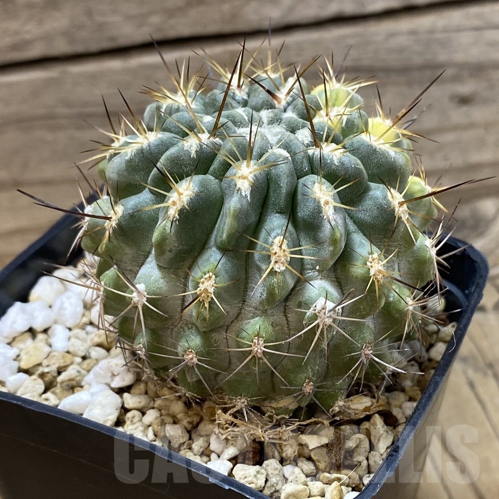 SH24686 Neochilenia deherdtiana f. variegata, seedling - Obrázek 3