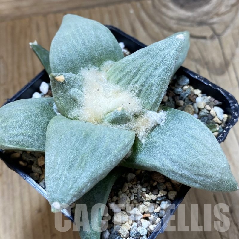 SH24687 Ariocarpus retusus hybrid, seedling, own roots
