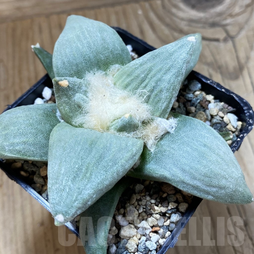 SH24687 Ariocarpus retusus hybrid, seedling, own roots