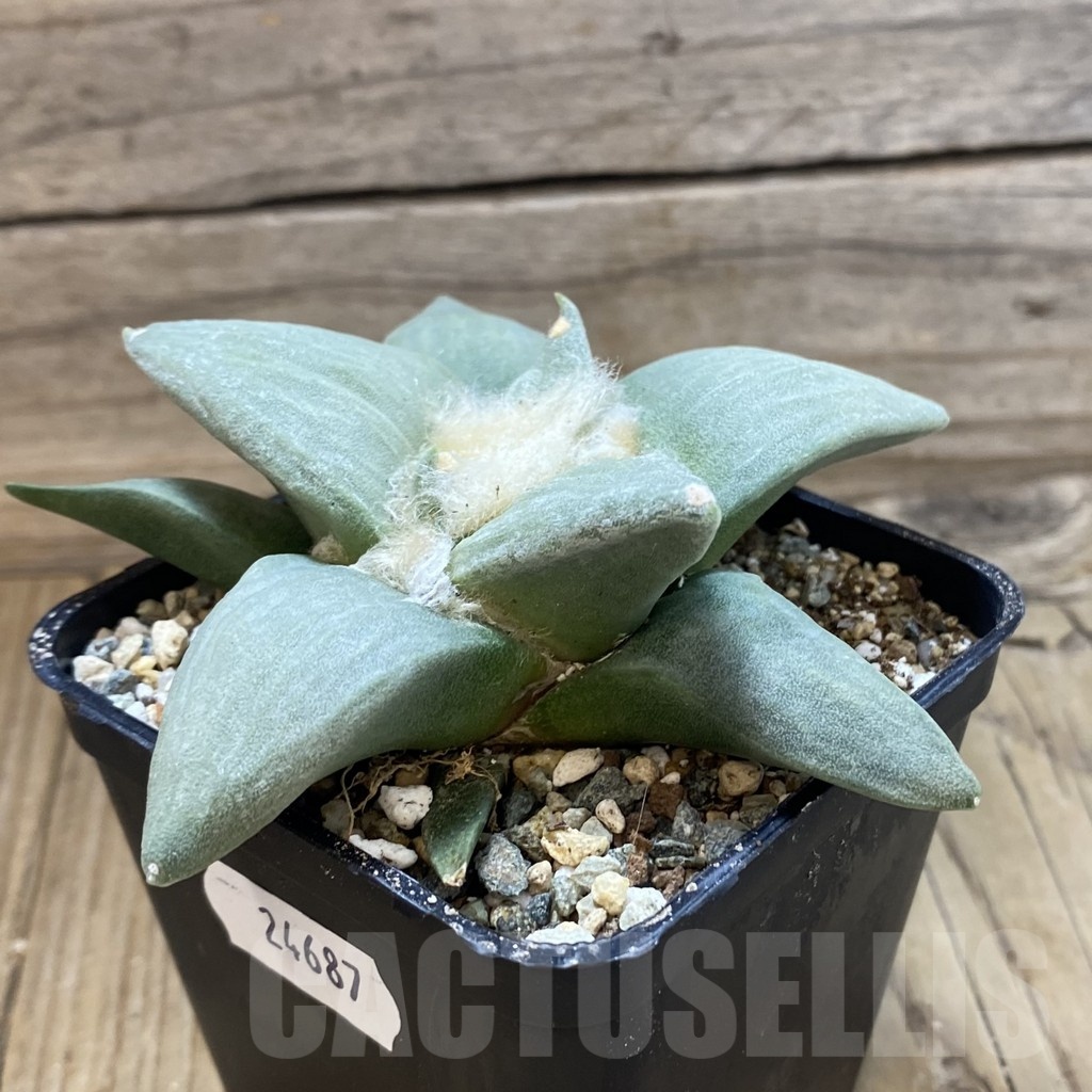SH24687 Ariocarpus retusus hybrid, seedling, own roots - Зображення 2