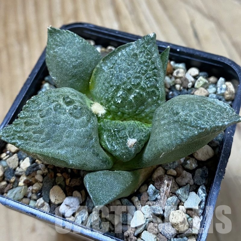 SH24688 Ariocarpus fissuratus ‘Godzilla’ hybrid, seedling, own roots