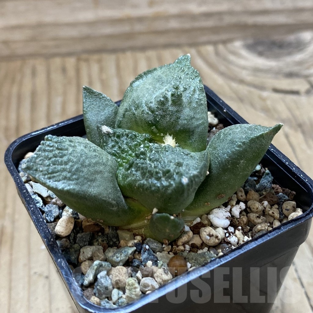 SH24688 Ariocarpus fissuratus ‘Godzilla’ hybrid, seedling, own roots - Image 2