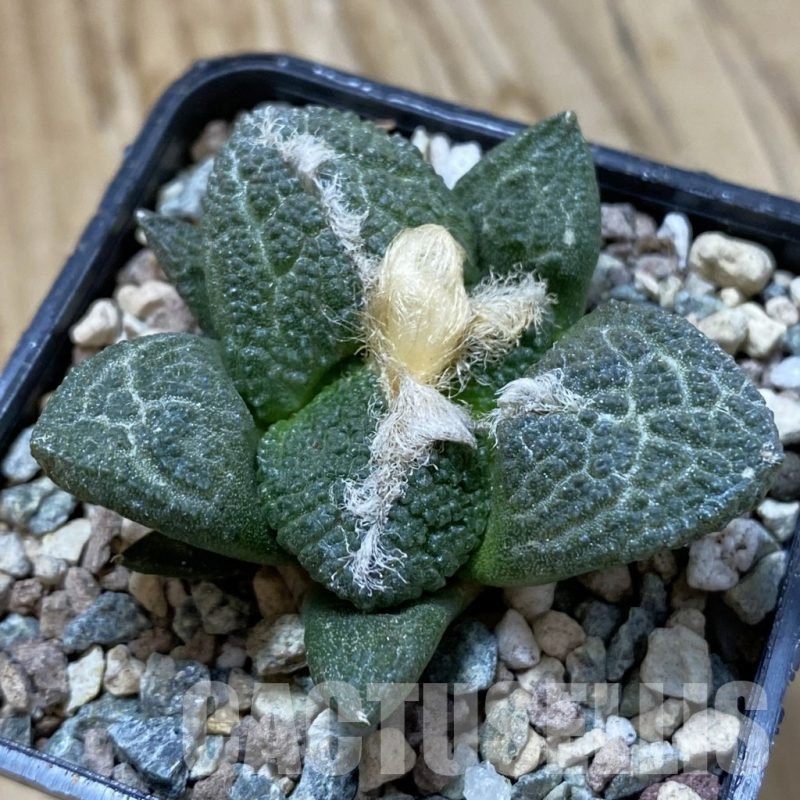 SH24689 Ariocarpus fissuratus ‘Godzilla’ hybrid, seedling, own roots