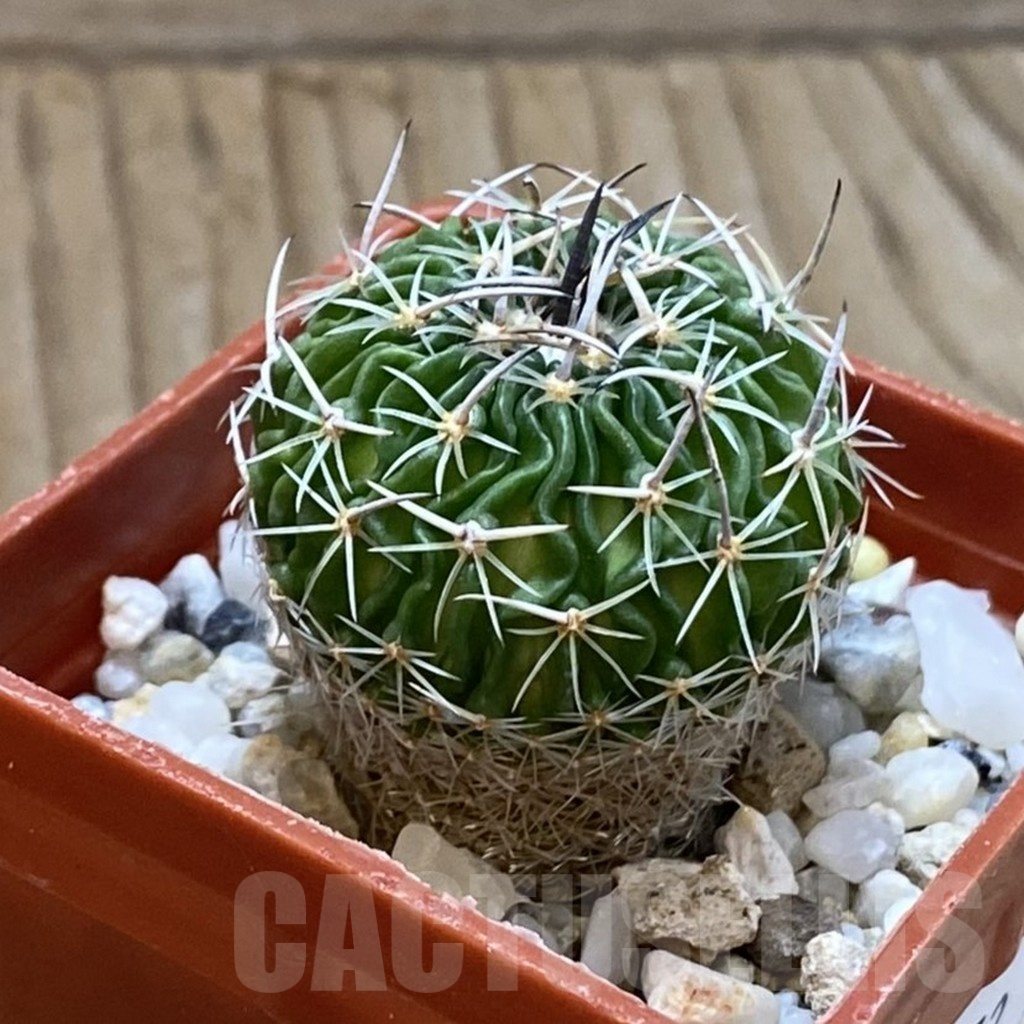 SH24652 Echinofossulocactus sp. CB 011075 - Obrázek 2