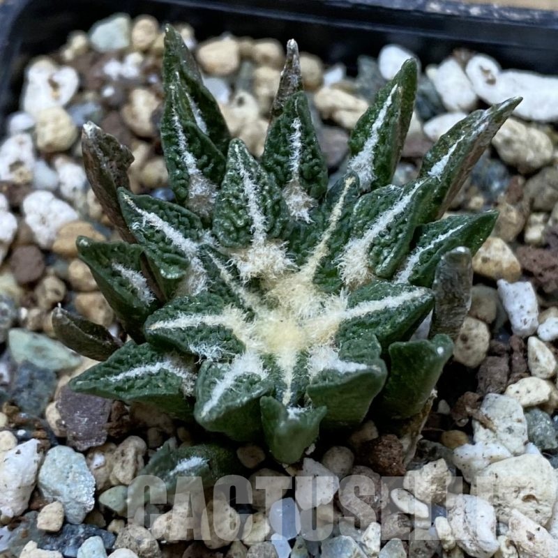 SH24690 Ariocarpus kotschoubeyanus hybrid, own roots