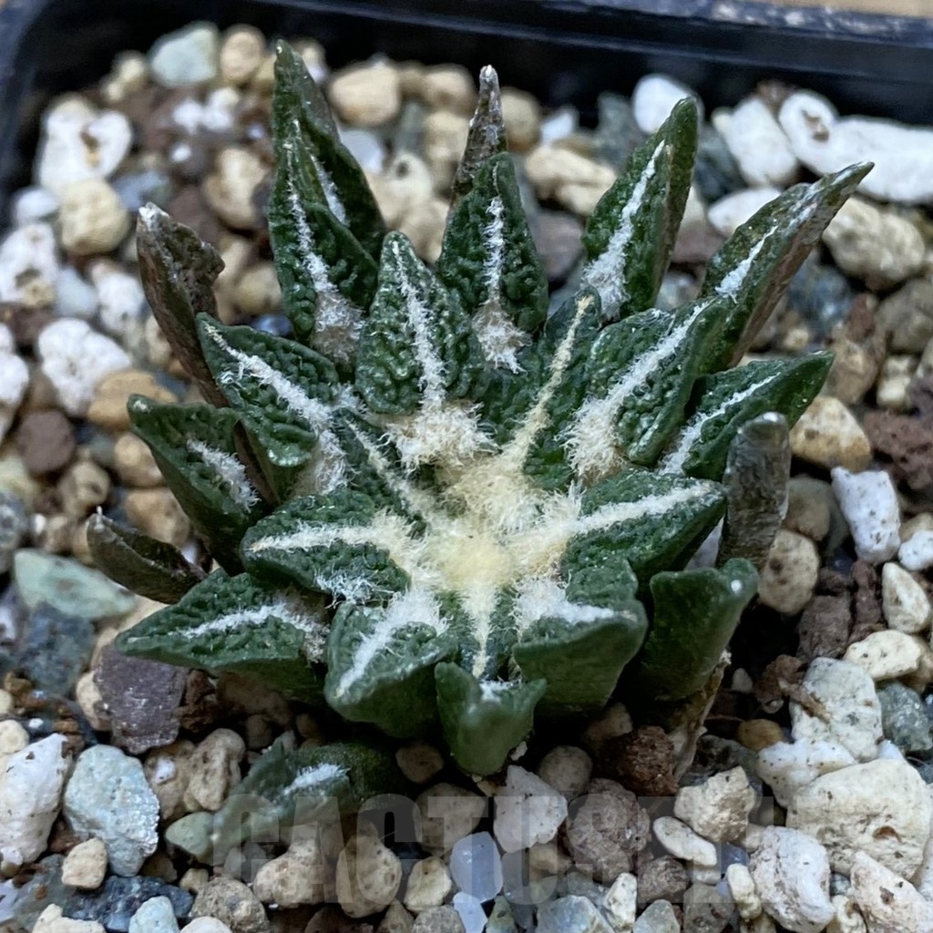 SH24690 Ariocarpus kotschoubeyanus hybrid, own roots