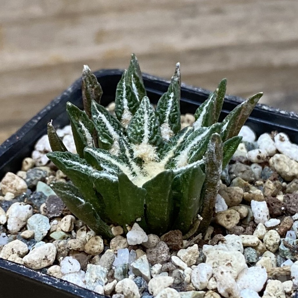 SH24690 Ariocarpus kotschoubeyanus hybrid, own roots - Image 2