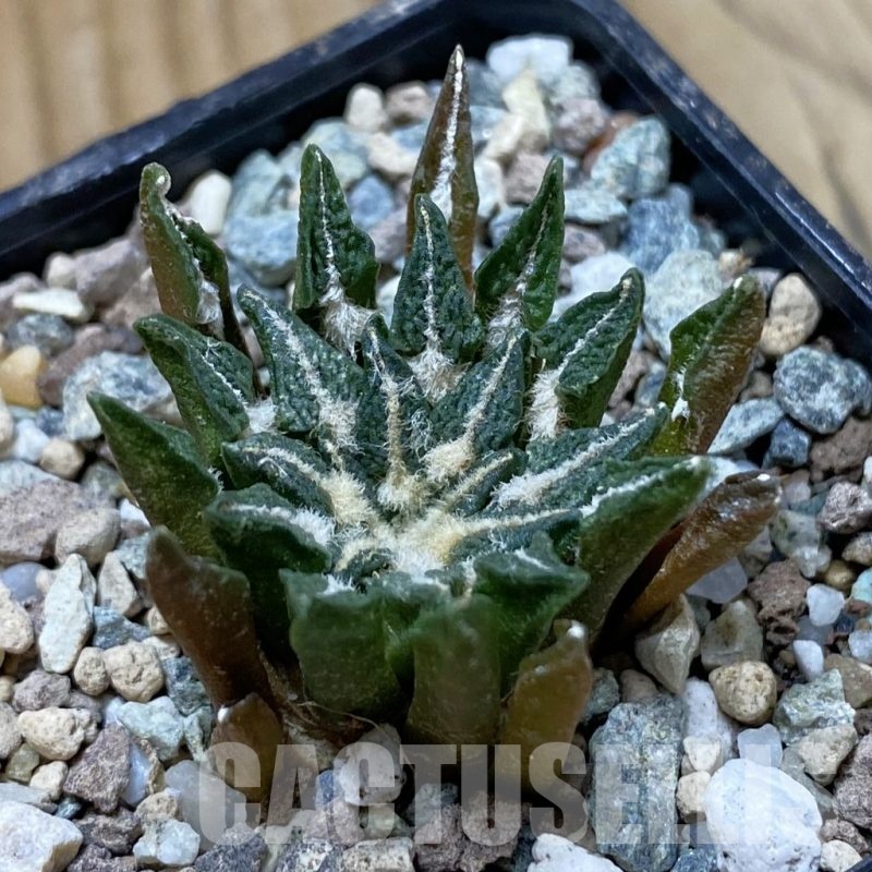 SH24691 Ariocarpus kotschoubeyanus hybrid, own roots