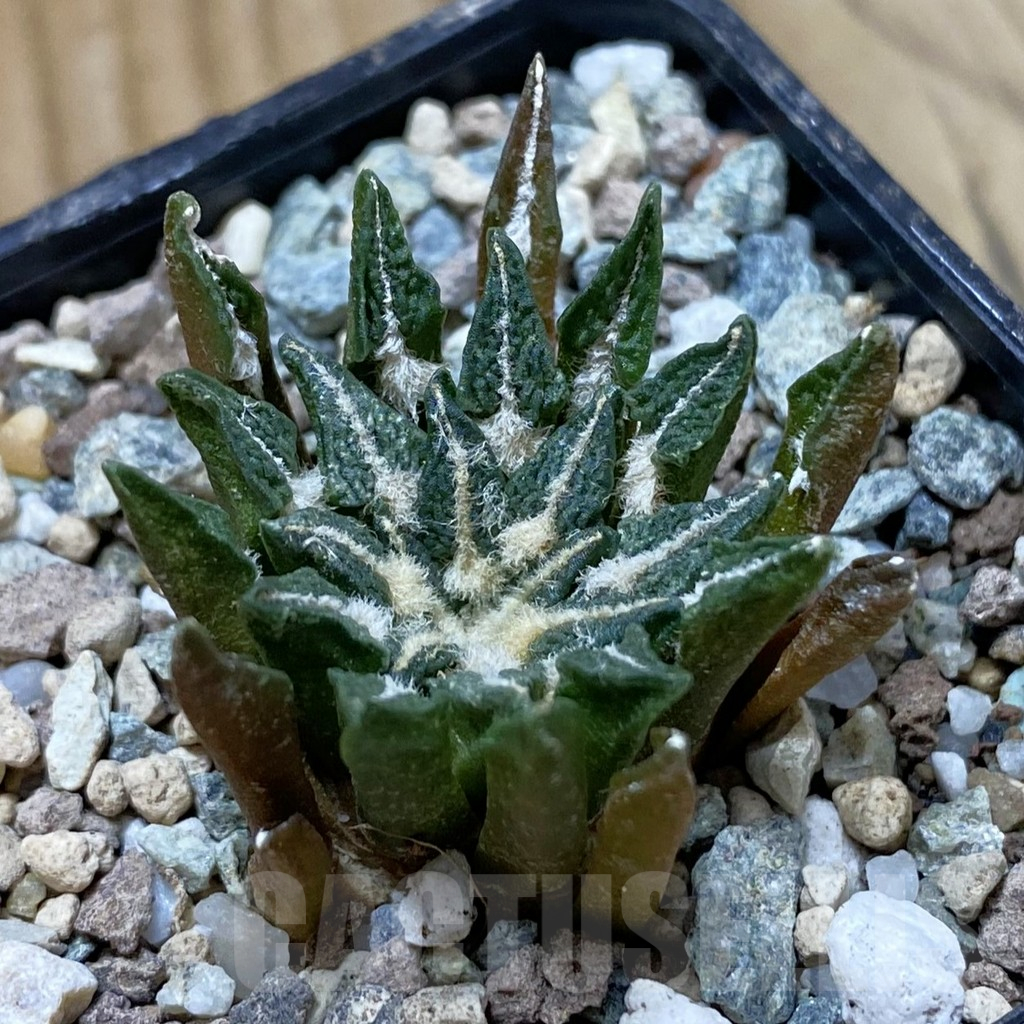 SH24691 Ariocarpus kotschoubeyanus hybrid, own roots
