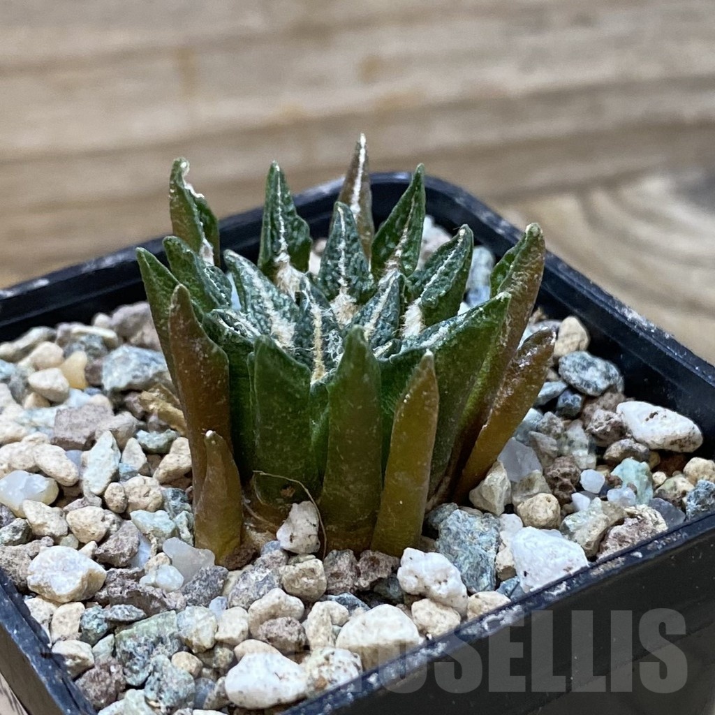 SH24691 Ariocarpus kotschoubeyanus hybrid, own roots - Image 2