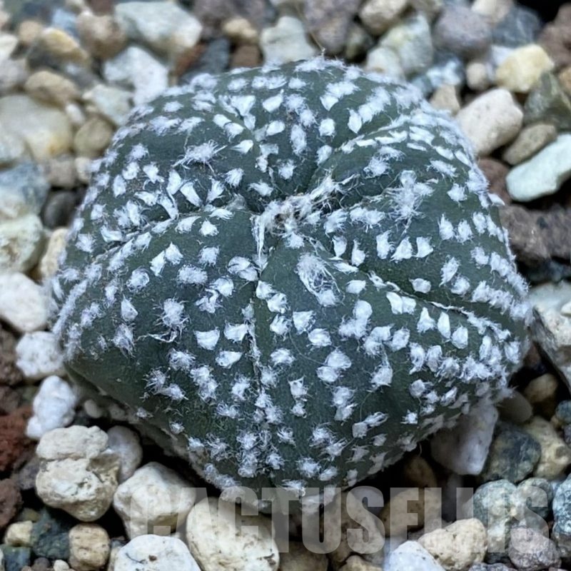 SH24693 Astrophytum asterias ‘Star Shape’, 5-ribs