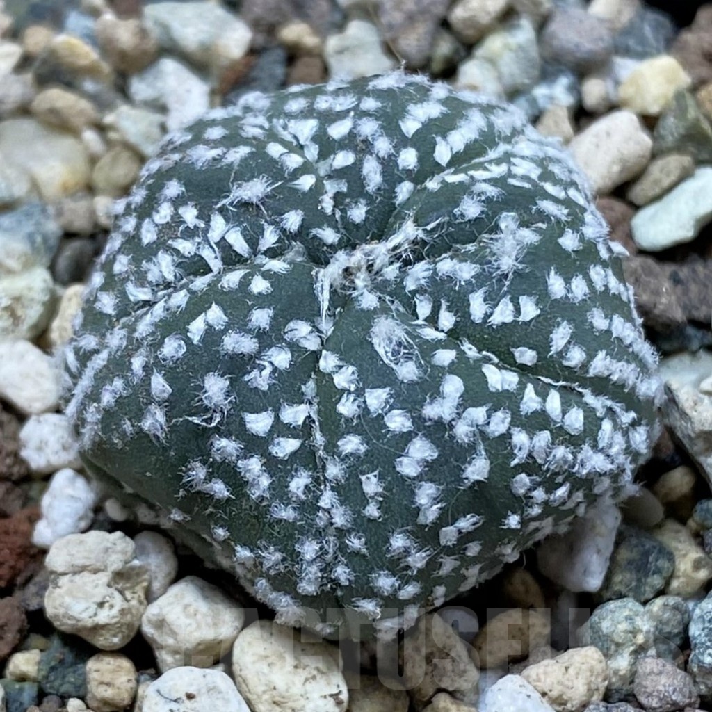 SH24693 Astrophytum asterias ‘Star Shape’, 5-ribs