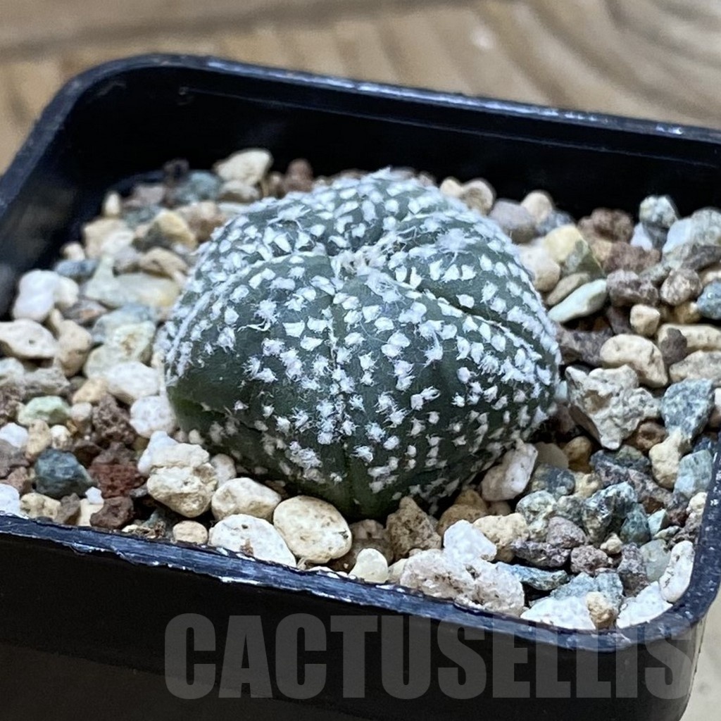 SH24693 Astrophytum asterias ‘Star Shape’, 5-ribs - Image 2