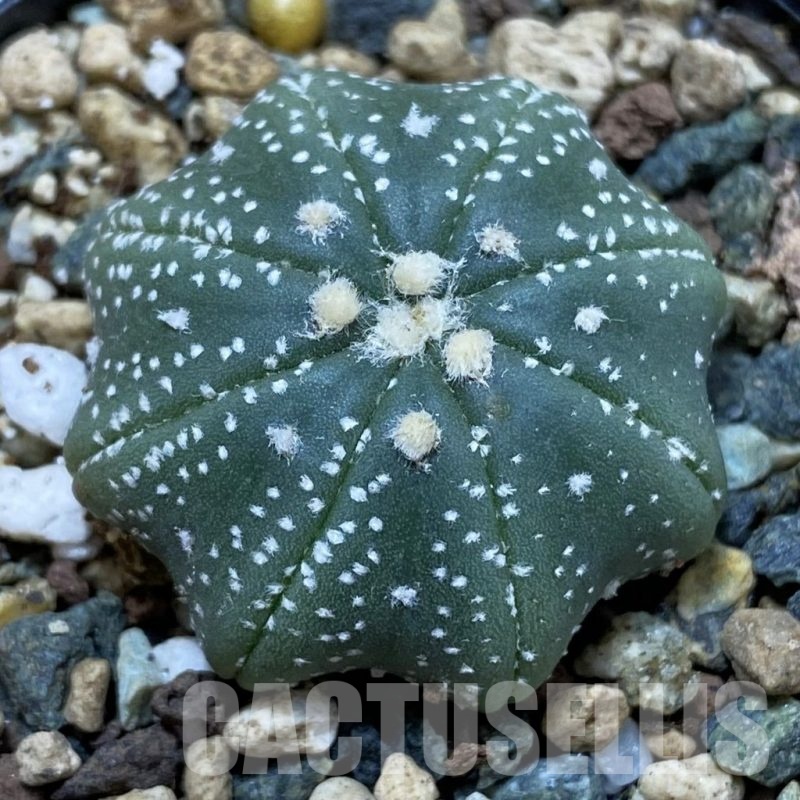 SH24694 Astrophytum asterias ‘Star Shape’