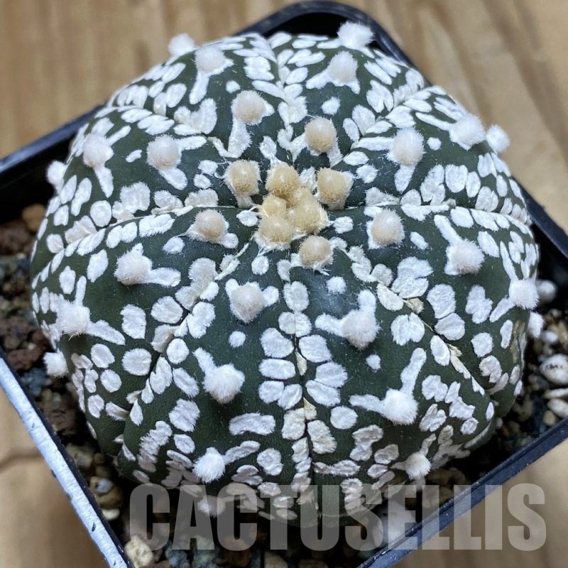 SH24695 Astrophytum asterias ‘Super Kabuto’ V-type