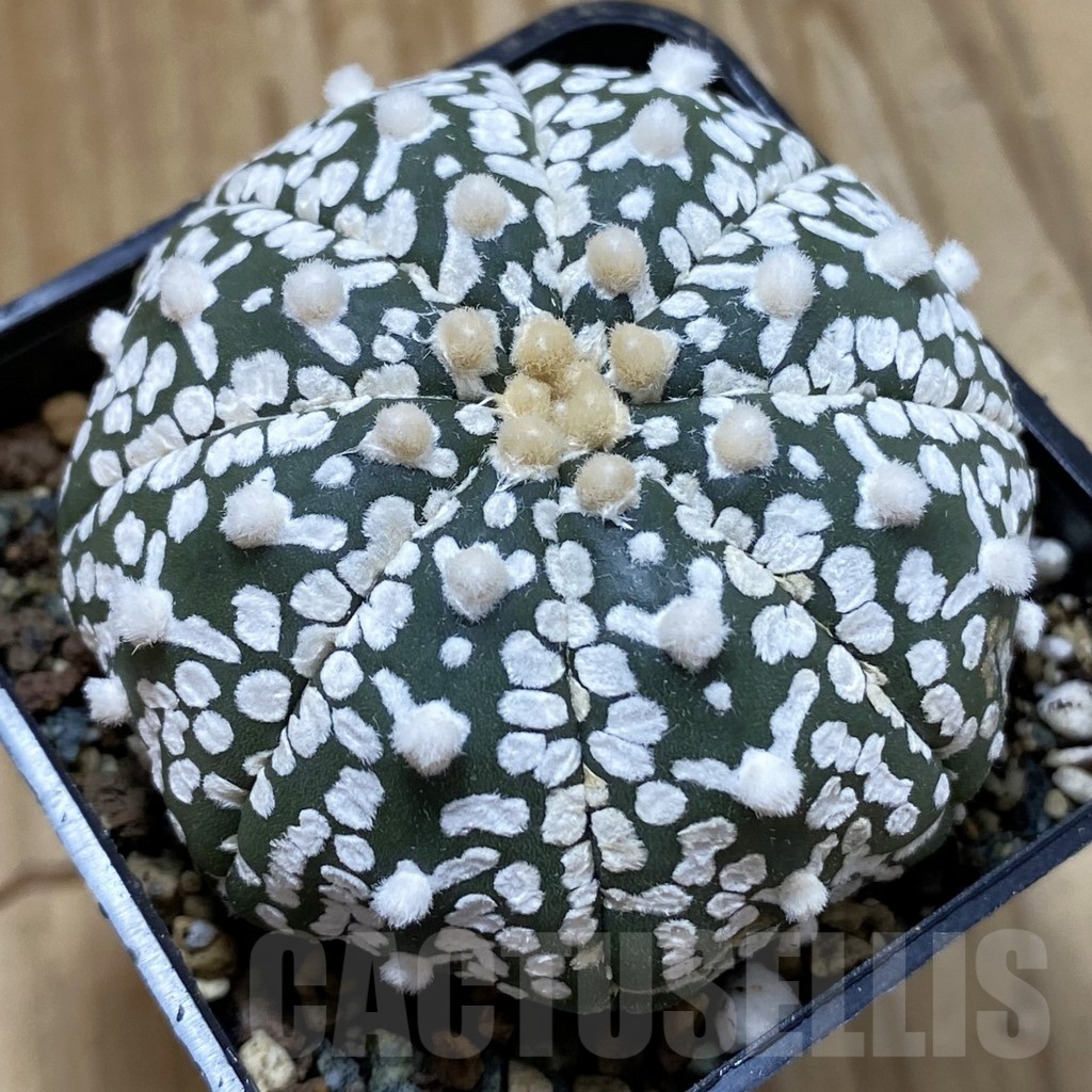 SH24695 Astrophytum asterias ‘Super Kabuto’ V-type