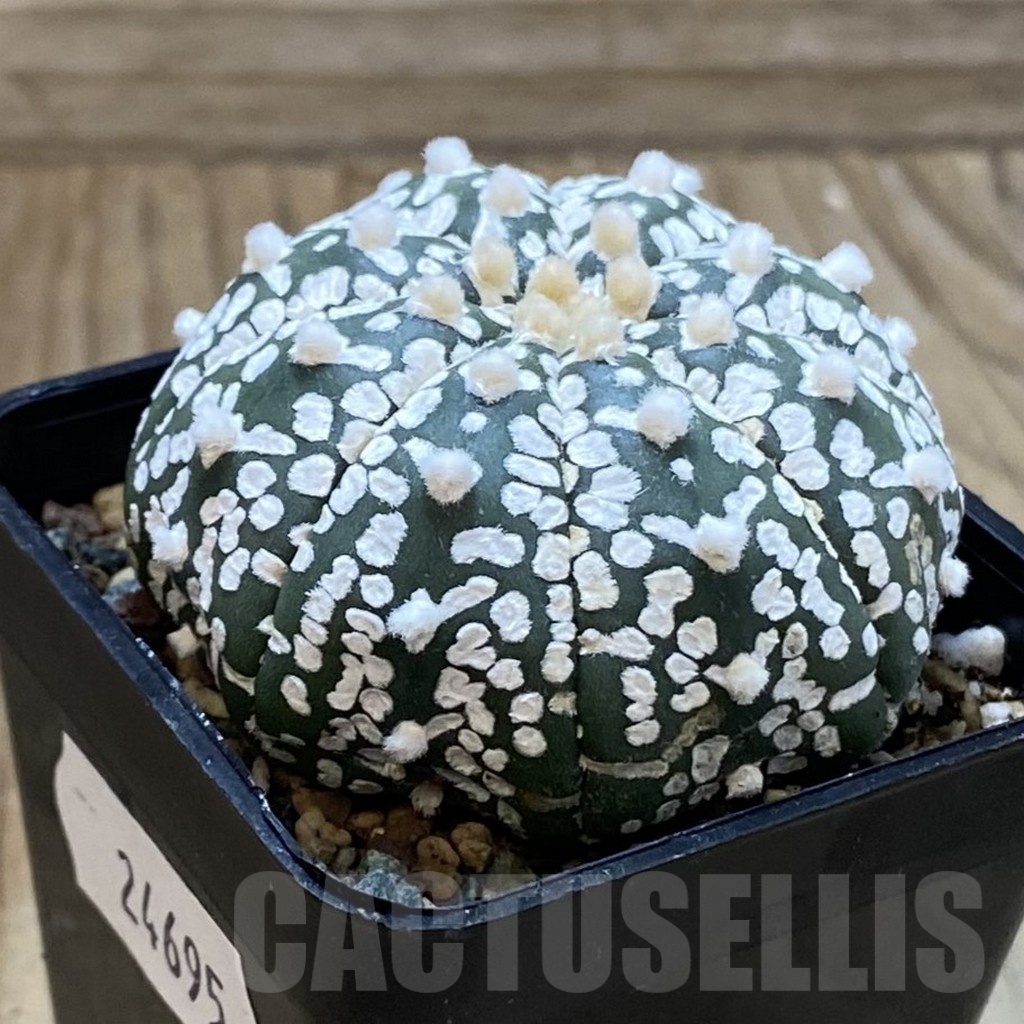 SH24695 Astrophytum asterias ‘Super Kabuto’ V-type - Image 2