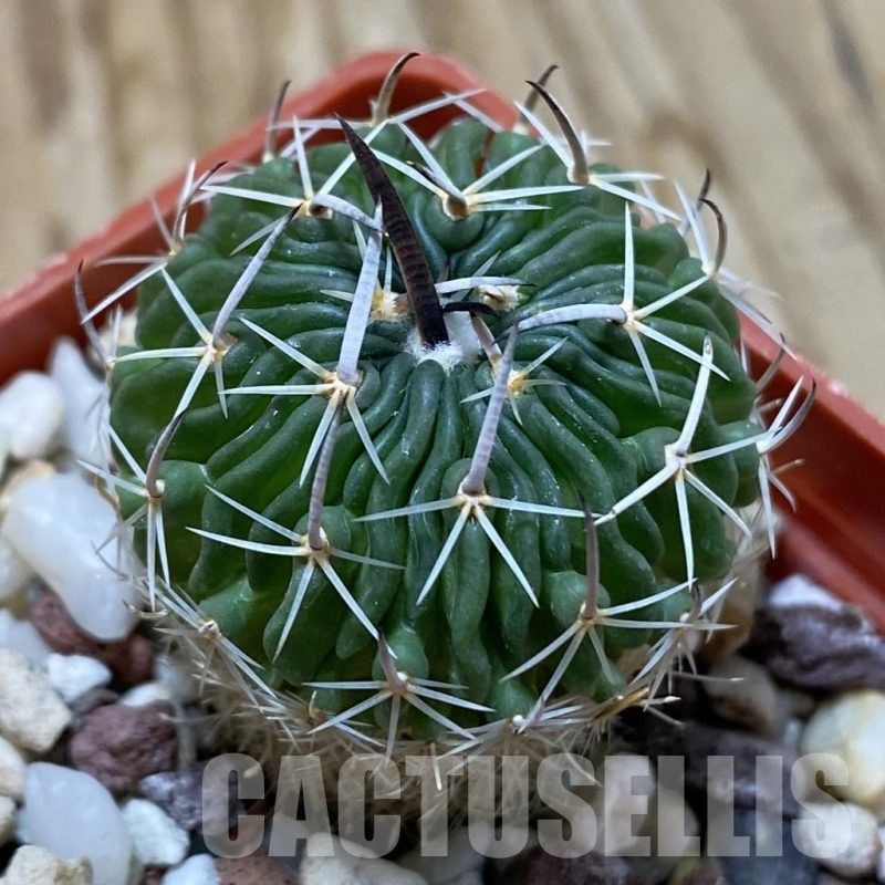 SH24653 Echinofossulocactus sp. CB 011075