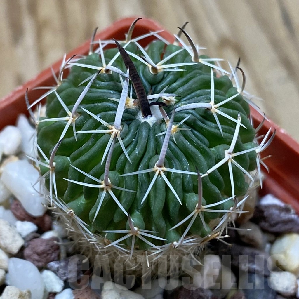 SH24653 Echinofossulocactus sp. CB 011075