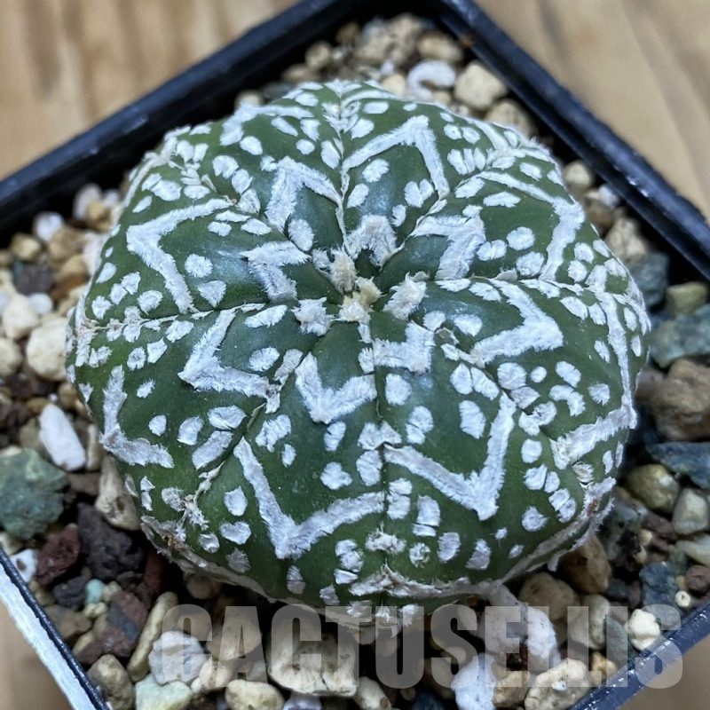 SH24696 Astrophytum asterias ‘Super Kabuto’ V-type