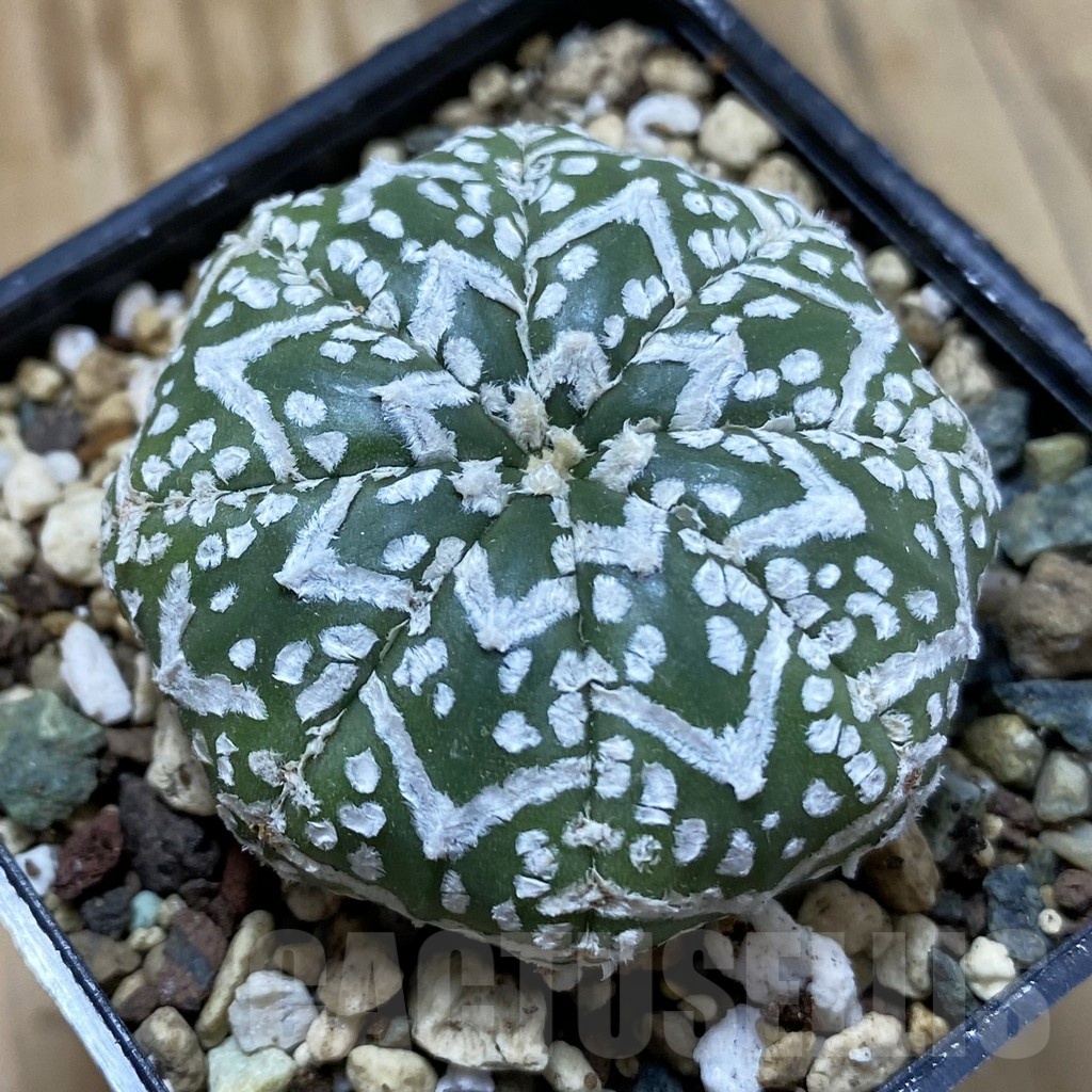 SH24696 Astrophytum asterias ‘Super Kabuto’ V-type