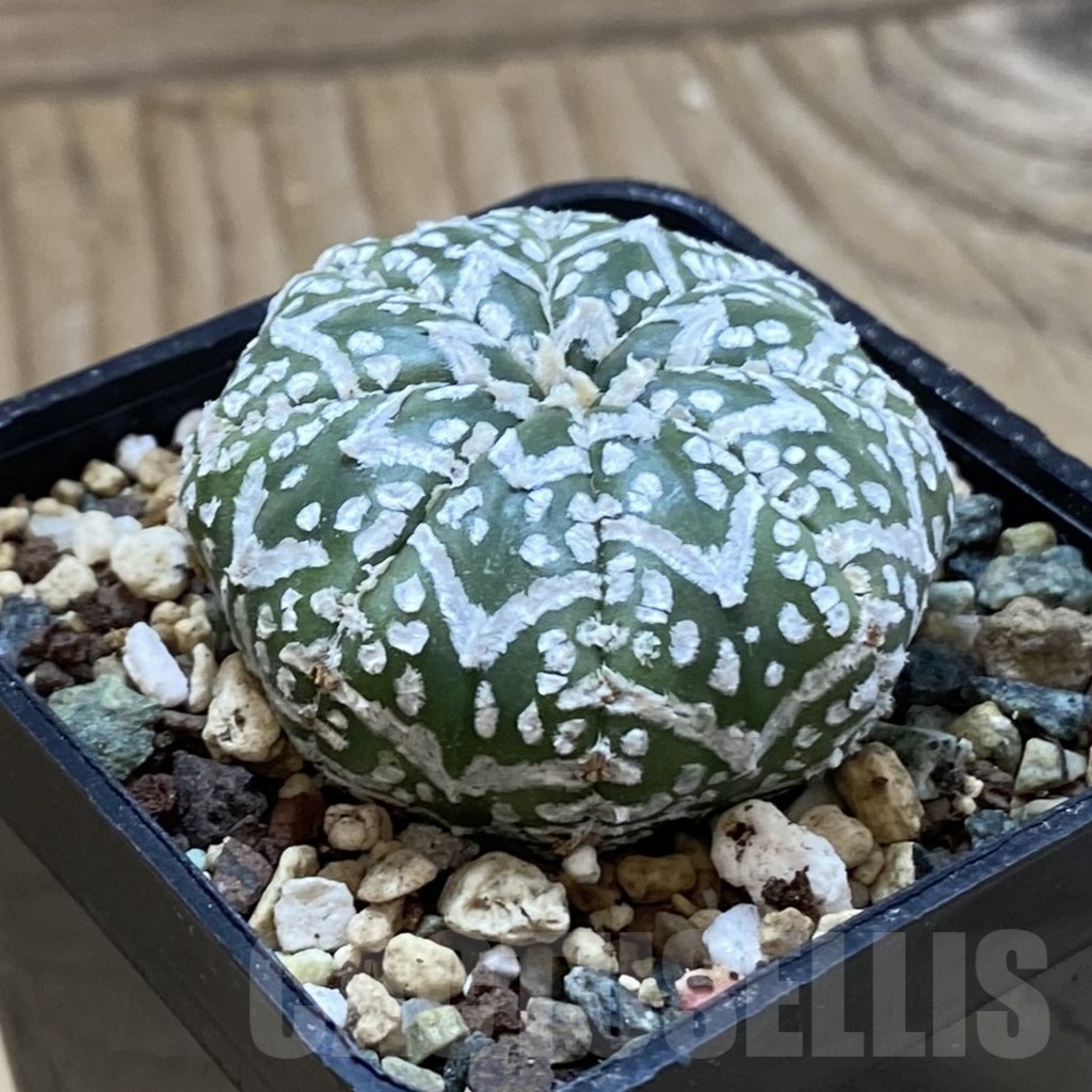 SH24696 Astrophytum asterias ‘Super Kabuto’ V-type - Image 2
