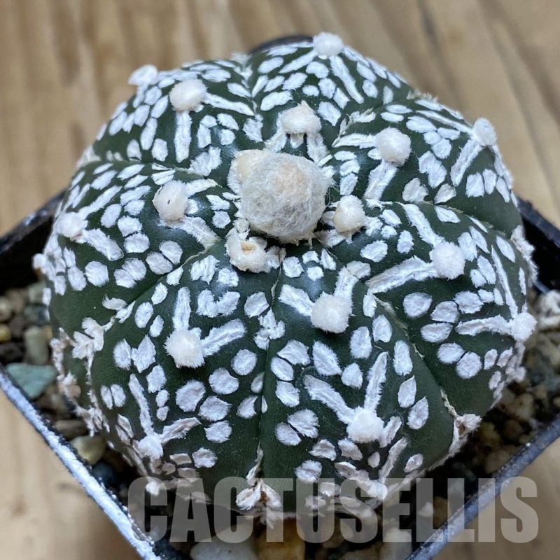 SH24697 Astrophytum asterias ‘Super Kabuto’ V-type