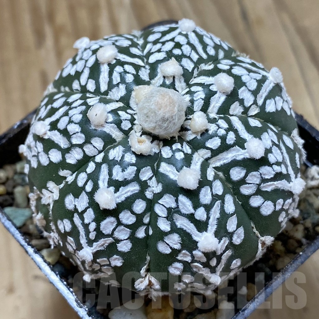 SH24697 Astrophytum asterias ‘Super Kabuto’ V-type