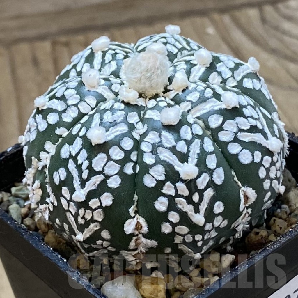 SH24697 Astrophytum asterias ‘Super Kabuto’ V-type - Image 2