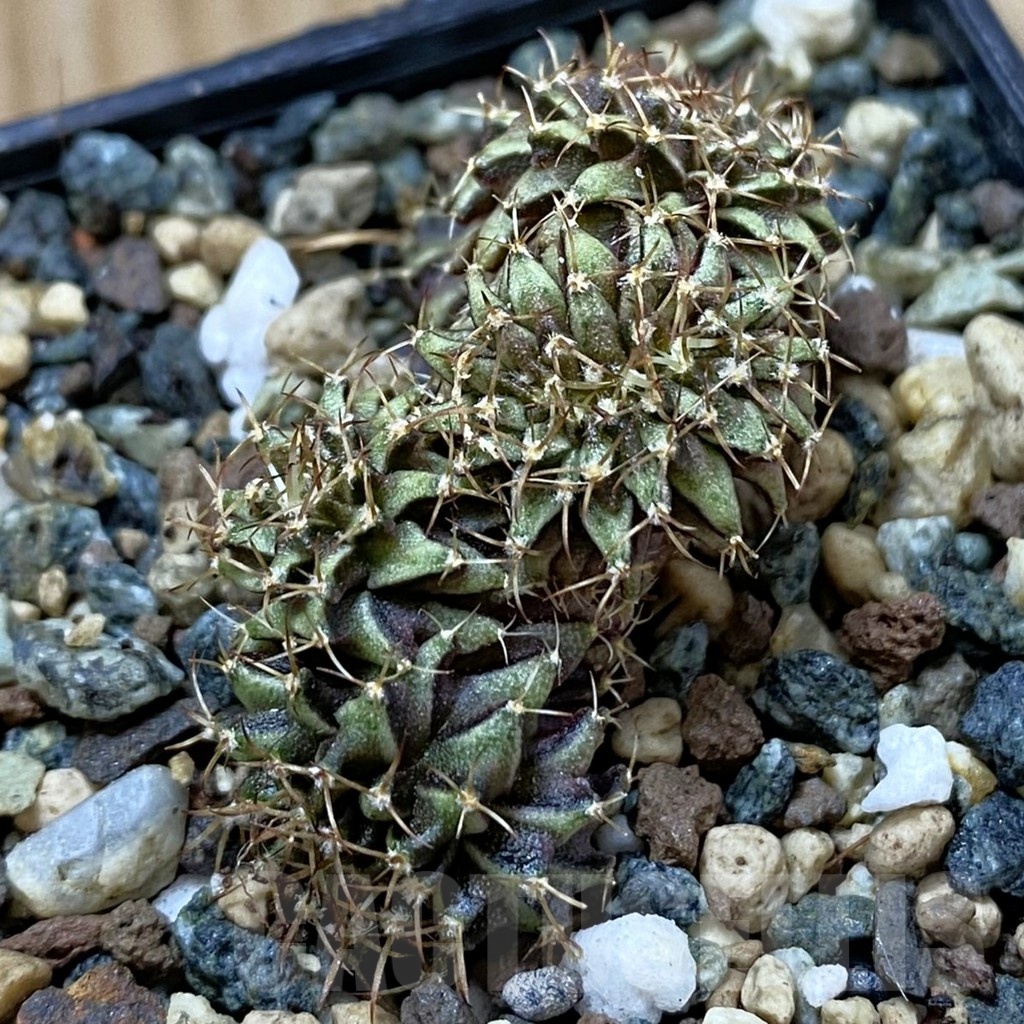 SH24698 Gymnocalycium mihanovichii f. cristata