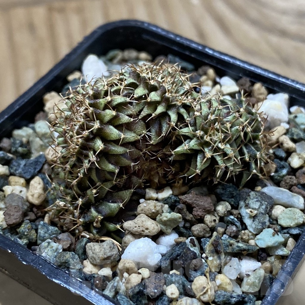 SH24698 Gymnocalycium mihanovichii f. cristata - Зображення 2