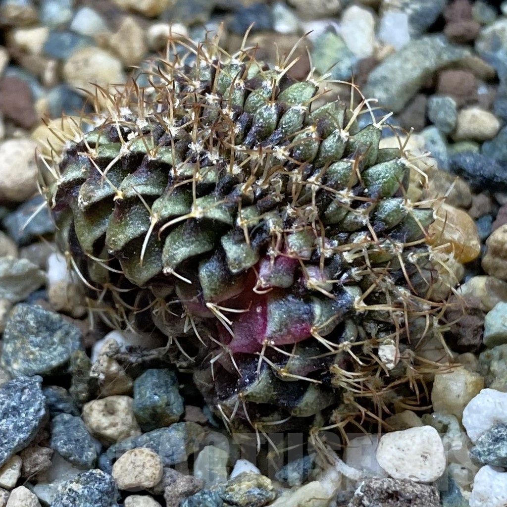 SH24699 Gymnocalycium mihanovichii variegata f. cristata