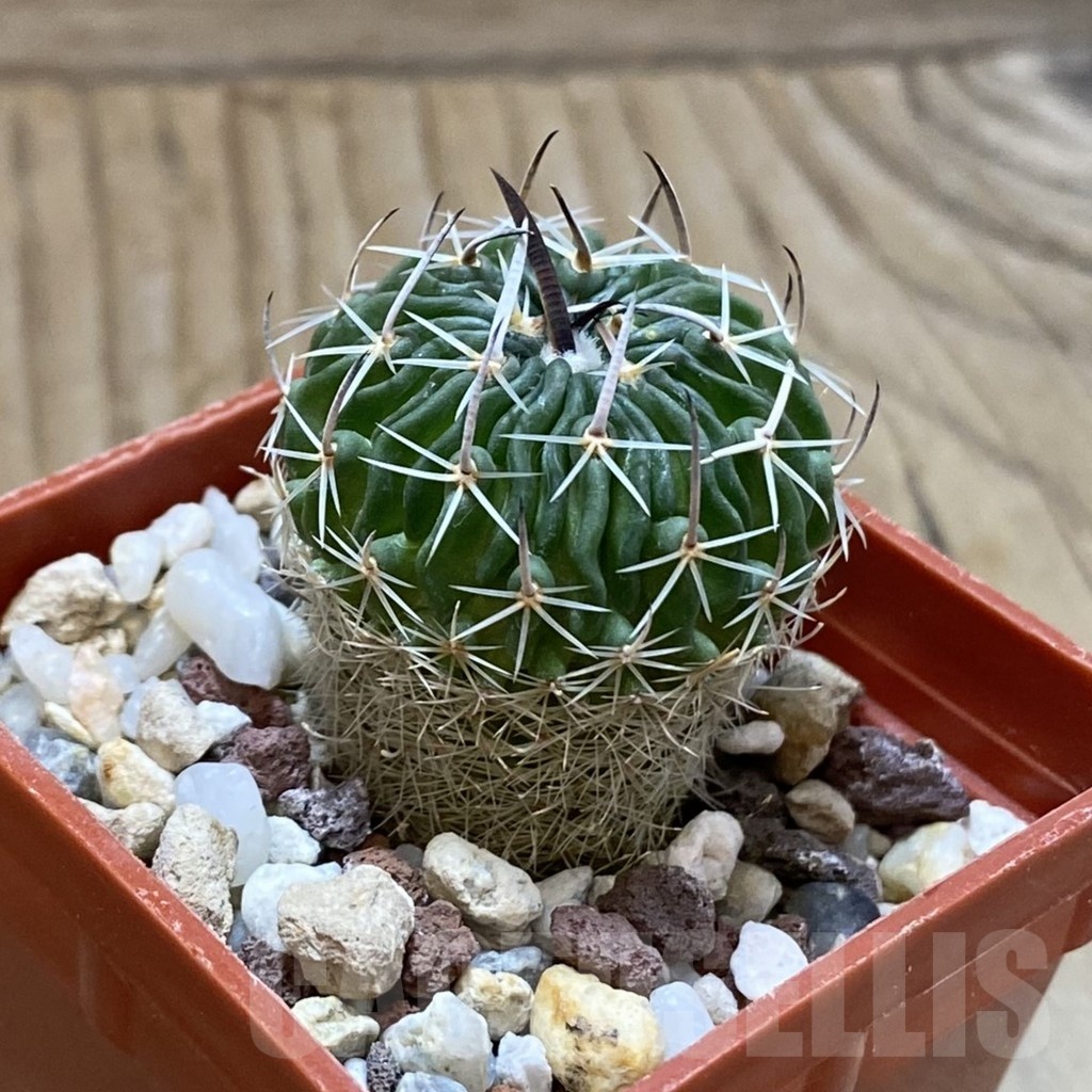 SH24653 Echinofossulocactus sp. CB 011075 - immagine 2