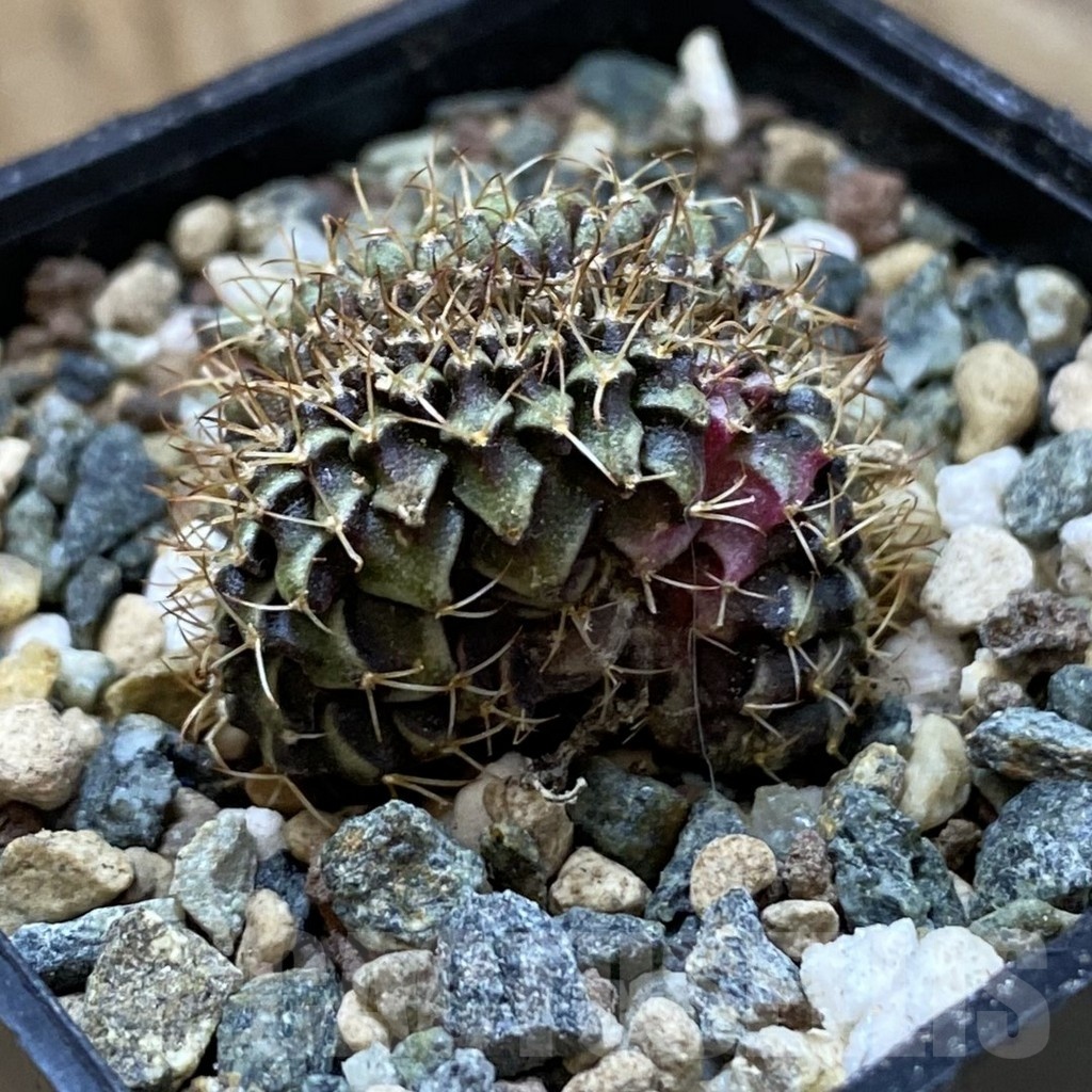 SH24699 Gymnocalycium mihanovichii variegata f. cristata - Image 2