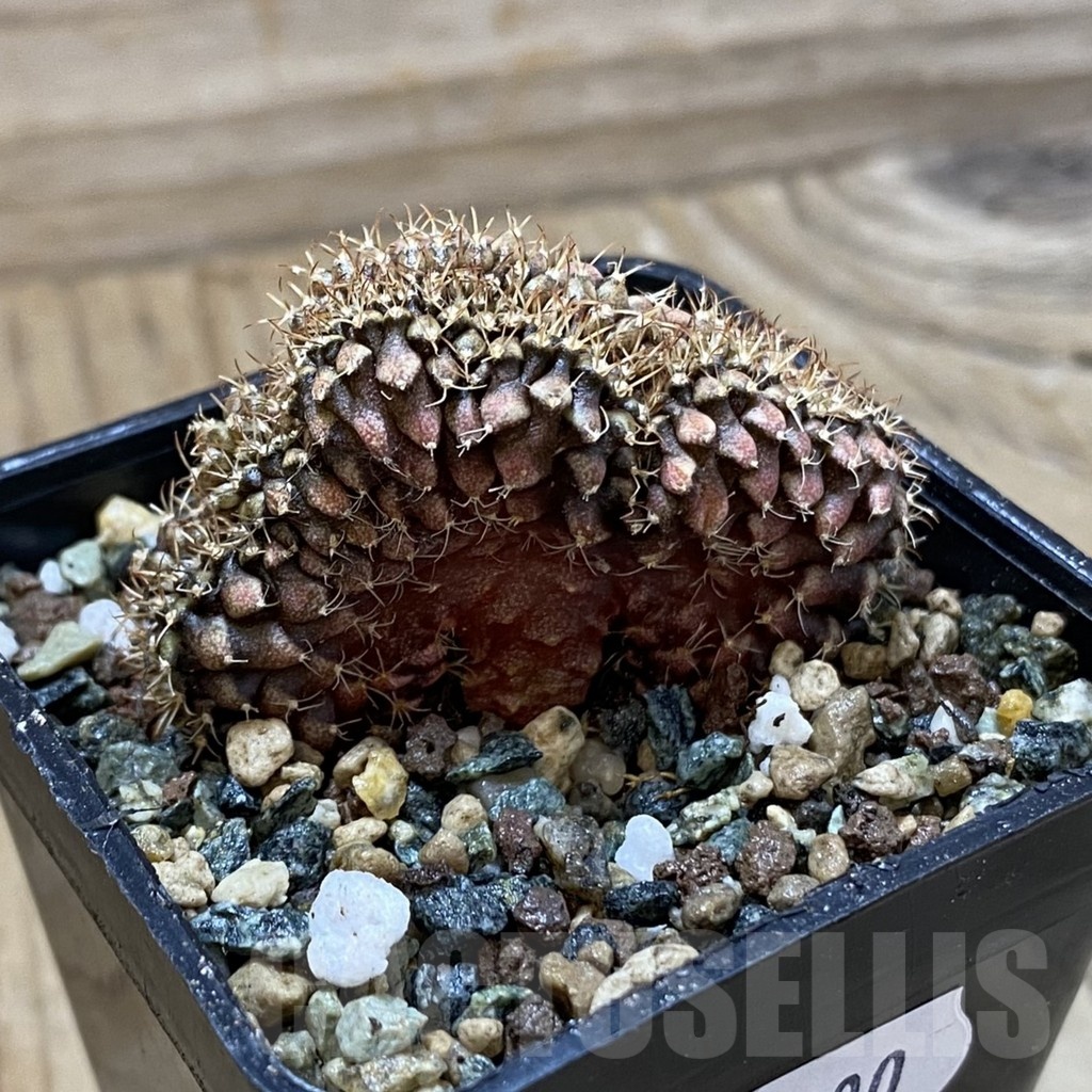 SH24700 Gymnocalycium mihanovichii f. cristata - Image 2