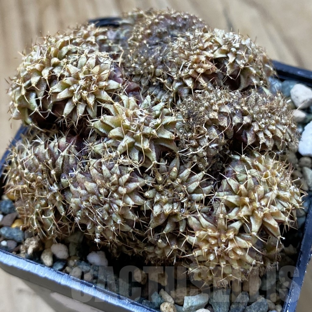 SH24701 Gymnocalycium mihanovichii f. cristata
