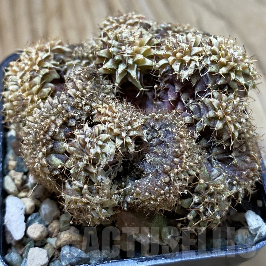 SH24701 Gymnocalycium mihanovichii f. cristata - Зображення 2