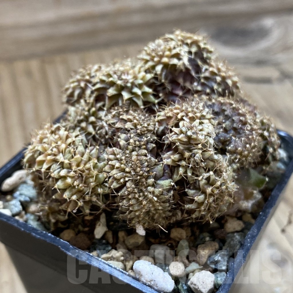 SH24701 Gymnocalycium mihanovichii f. cristata - Зображення 3